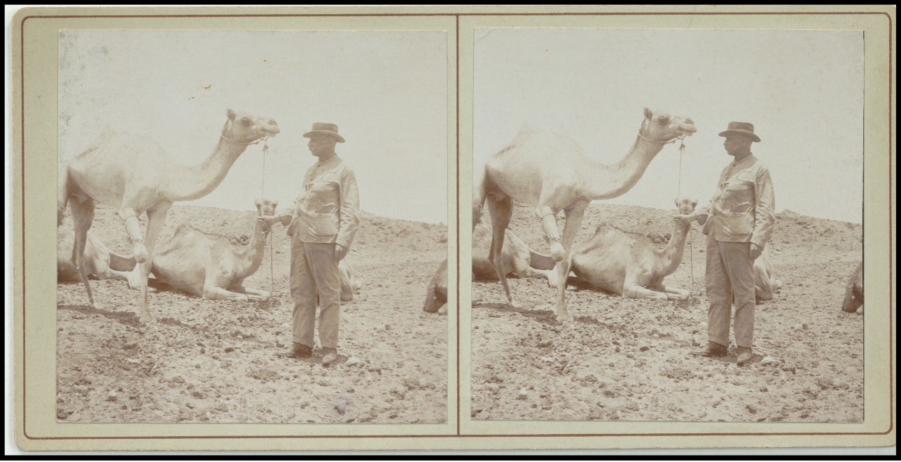 Historische Fotografie mit Person vor Dromedaren.